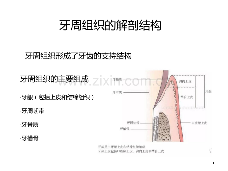 牙周组织的解剖结构PPT课件.ppt_第1页