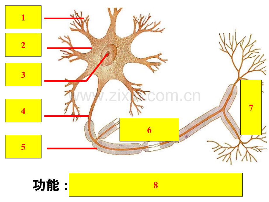 稳态与环境神经调与体液调的关系PPT课件.ppt_第2页