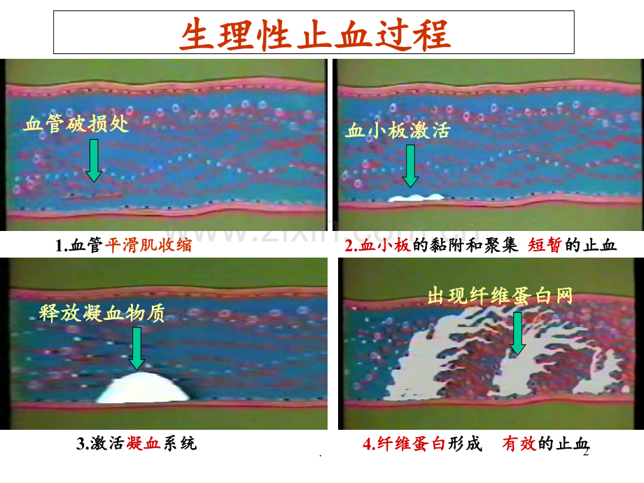 第章作用于血液及造血器官的药物PPT课件.ppt_第2页
