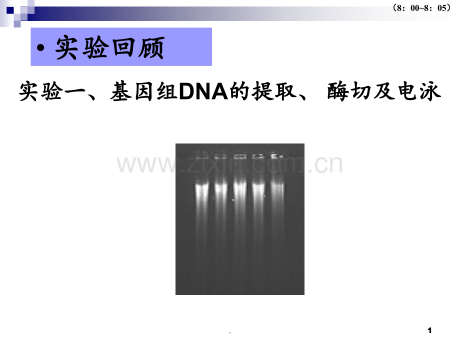 RNA-的提取琼脂糖电泳及RTPCRPPT课件.ppt_第1页