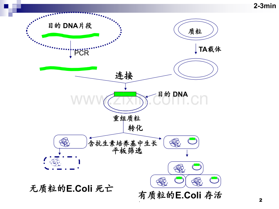 RNA-的提取琼脂糖电泳及RTPCRPPT课件.ppt_第2页