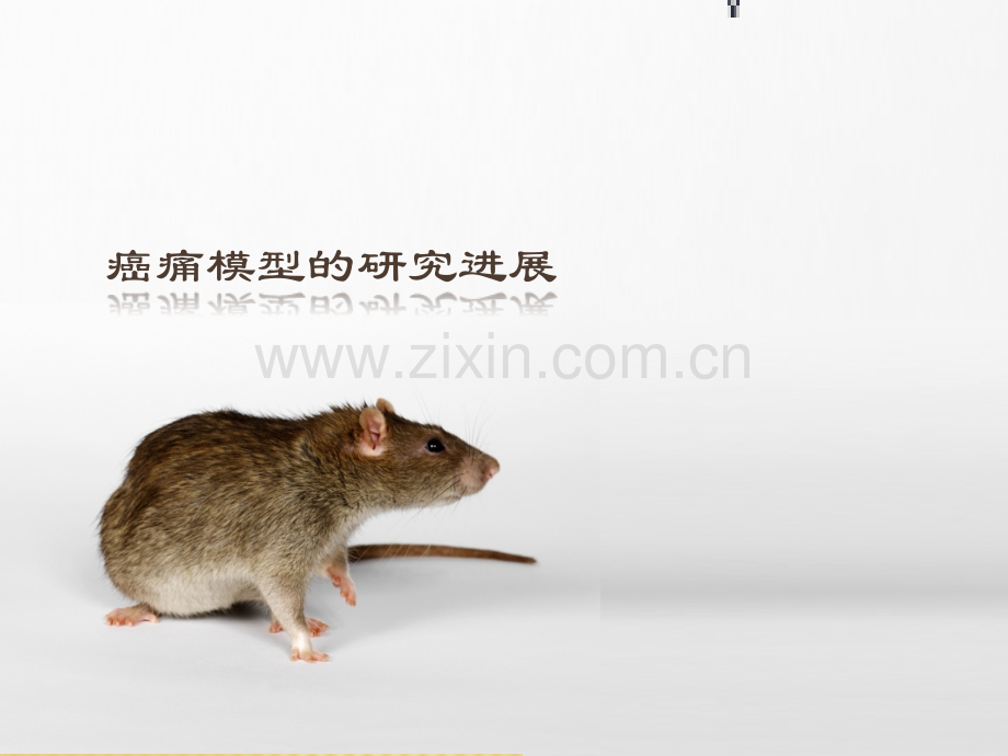 癌痛模型.ppt_第1页