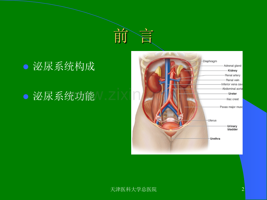 泌尿系统总论ppt课件.pptx_第2页