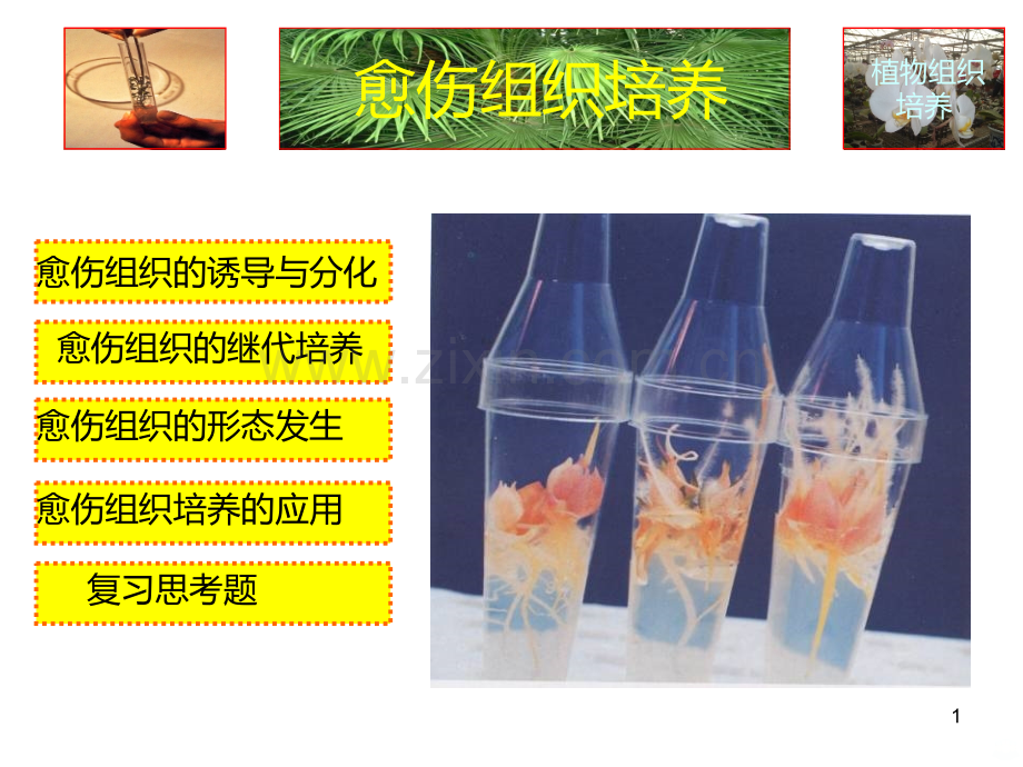 愈伤组织培养PPT课件.ppt_第1页