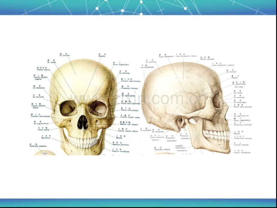 耳鼻咽喉鼻外伤鼻炎ppt课件.ppt_第2页