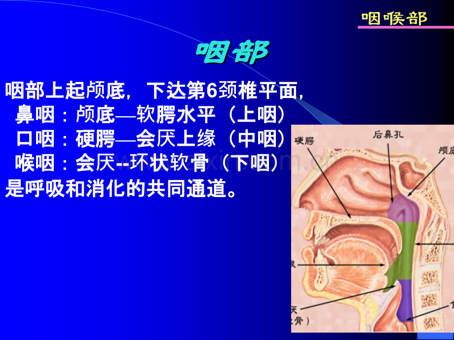 鼻咽及喉部影像学诊断.ppt_第2页