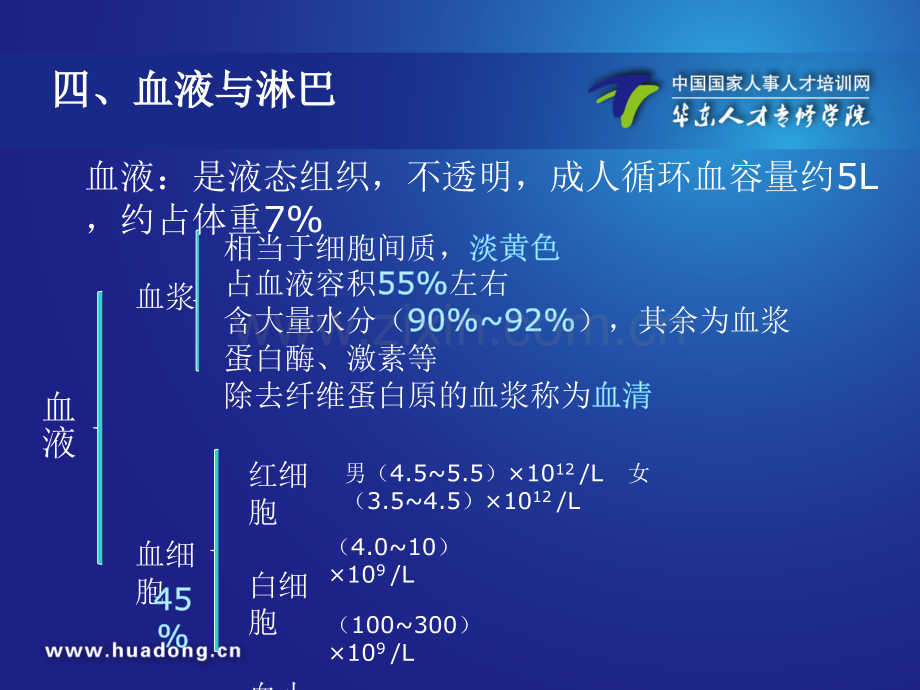 二节--血液淋巴肌组织ppt课件.pptx_第2页
