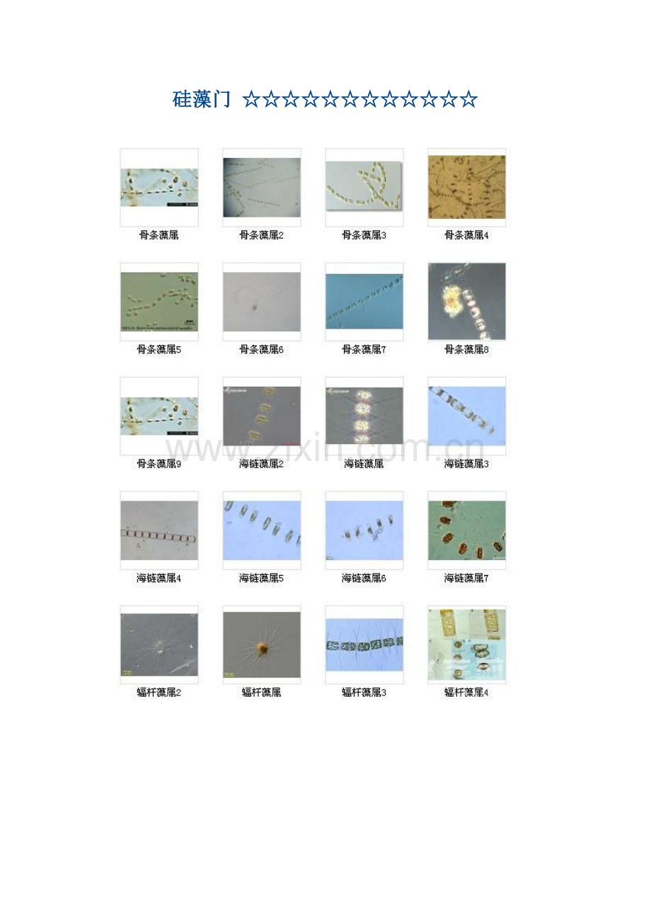 藻类图谱大全.doc_第1页