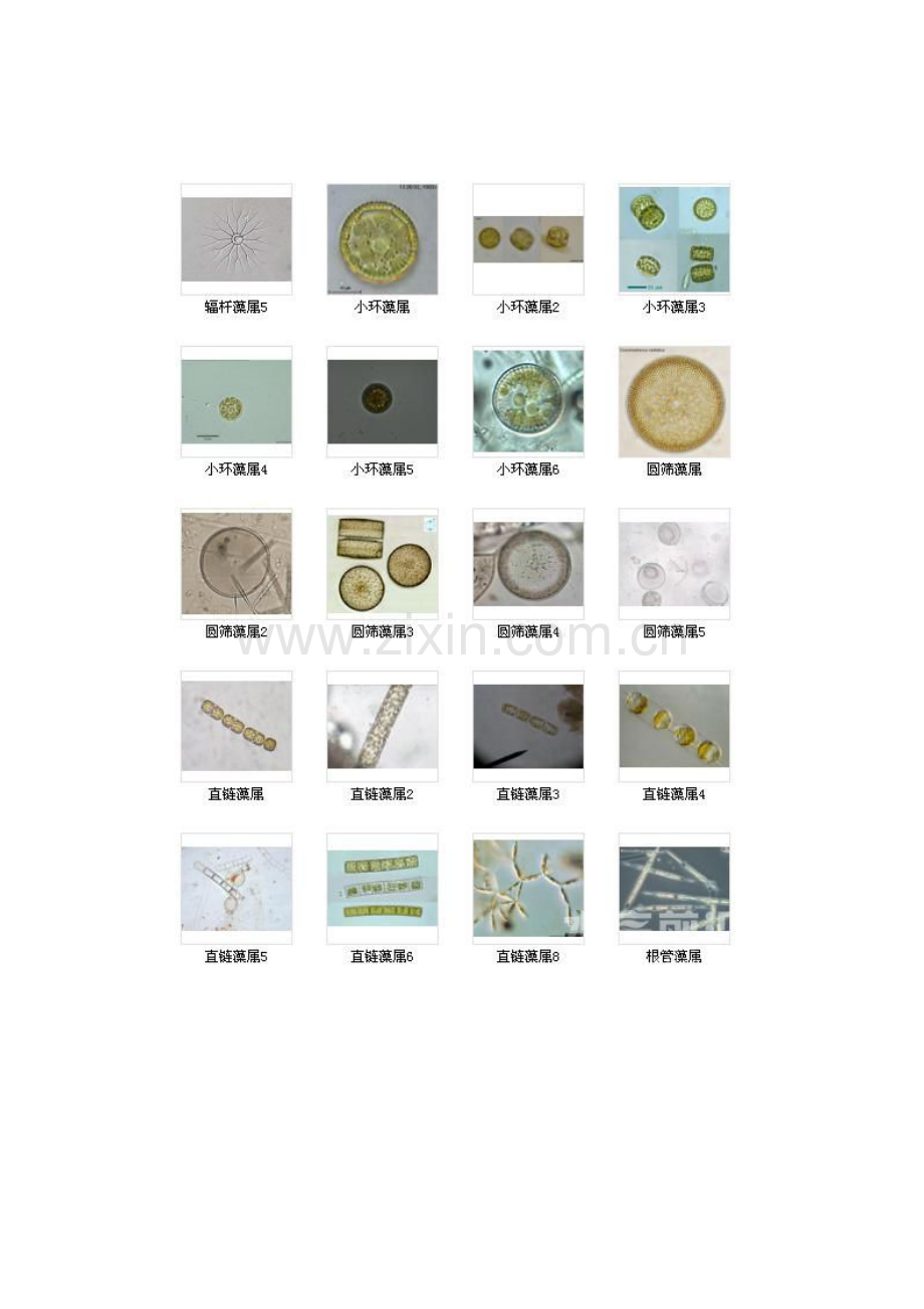 藻类图谱大全.doc_第2页