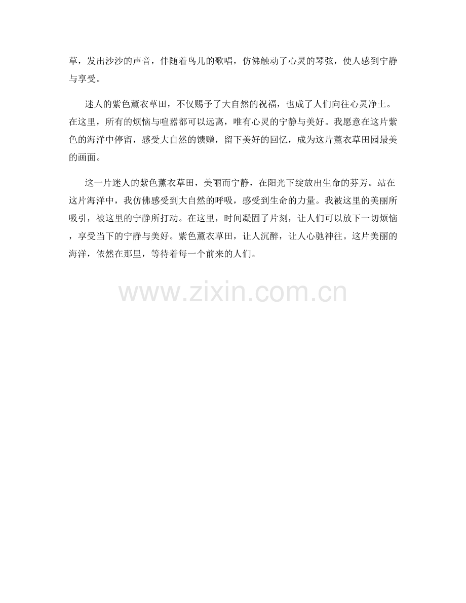迷人的紫色薰衣草田.docx_第2页
