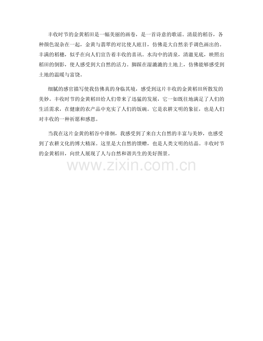 丰收时节的金黄稻田.docx_第2页