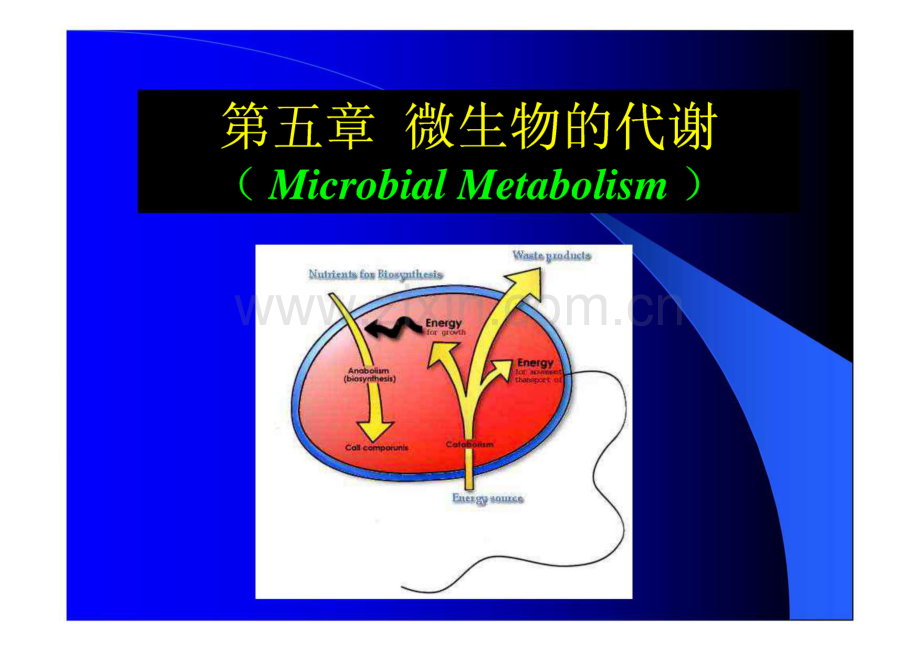 第五章 微生物的代谢.pdf_第2页
