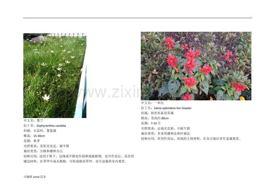景观花卉60种.doc_第2页