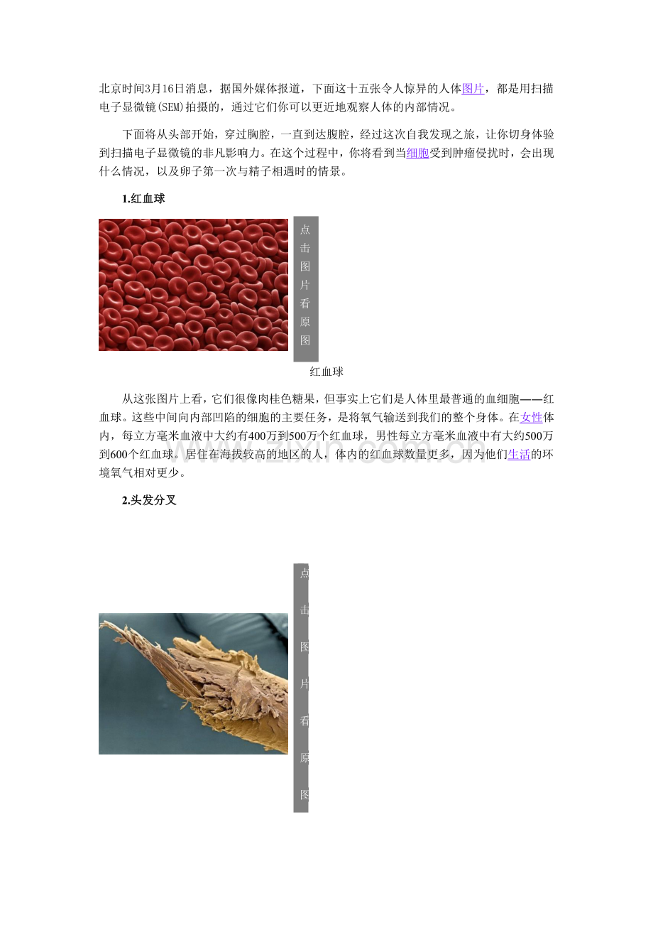 显微镜下人体图片.docx_第1页