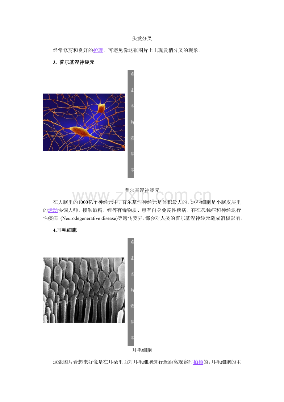 显微镜下人体图片.docx_第2页