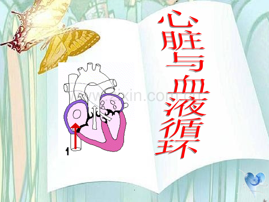 心脏和血液循环.ppt_第1页