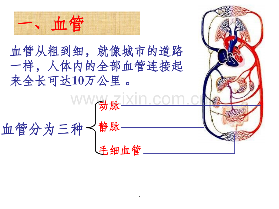 心脏和血液循环.ppt_第2页