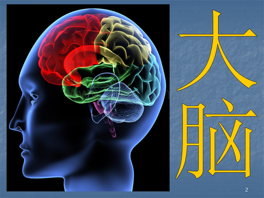 科学大脑ppt课件.ppt_第2页