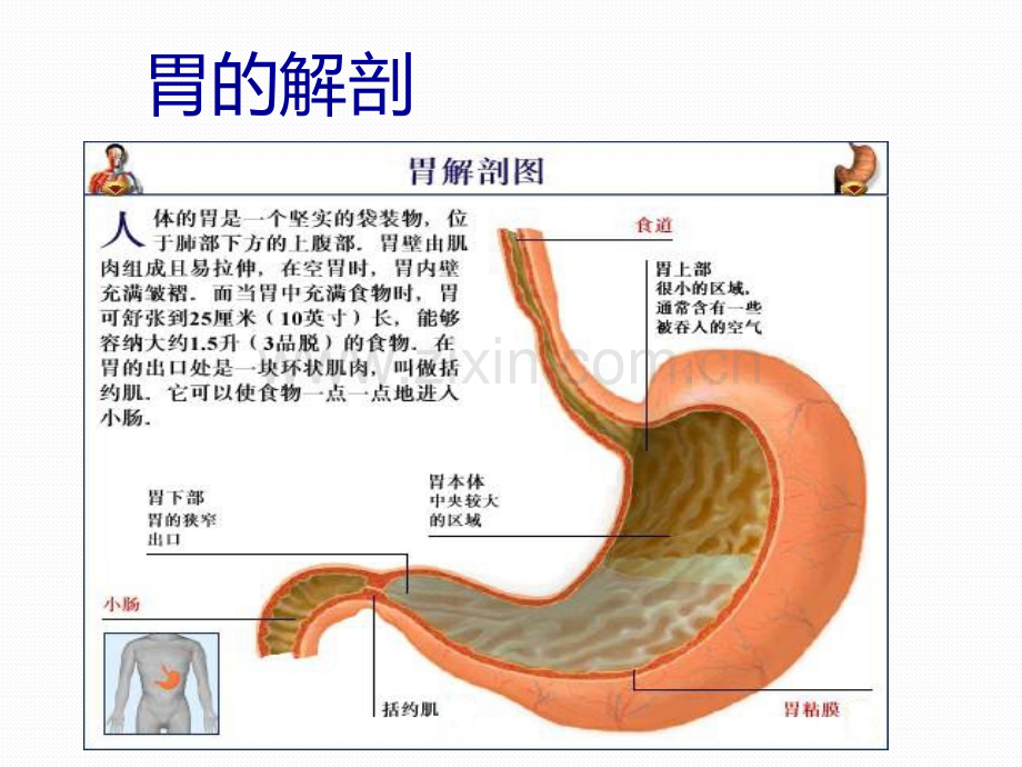 胃癌的诊治和预防ppt课件.pptx_第2页