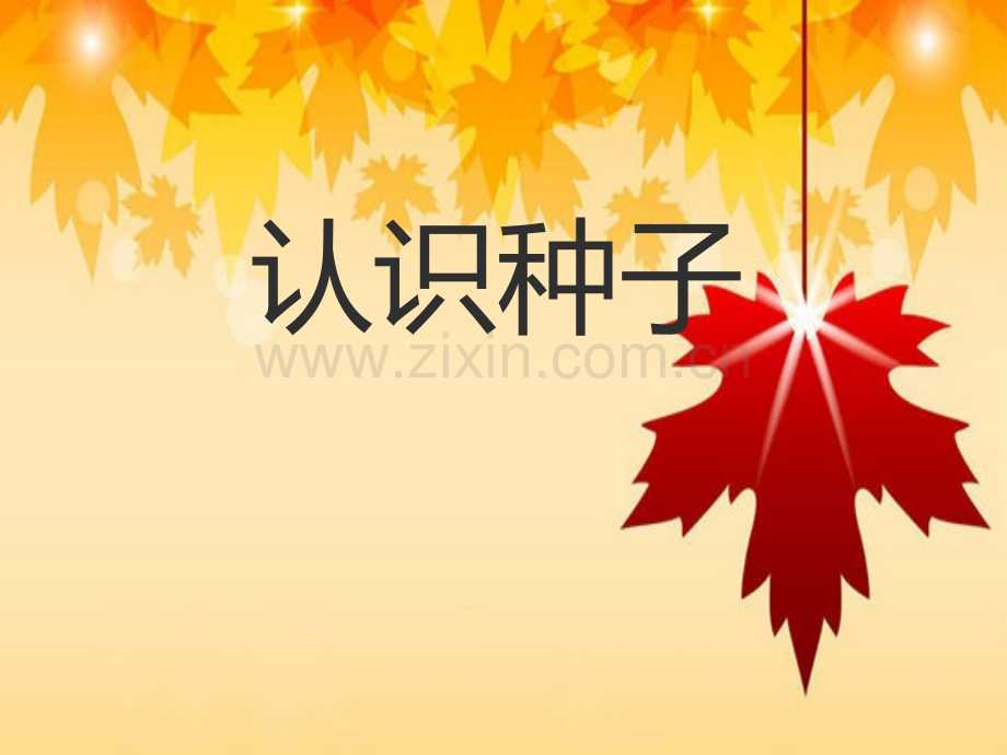 幼儿中班认识种子PPT课件.ppt_第1页