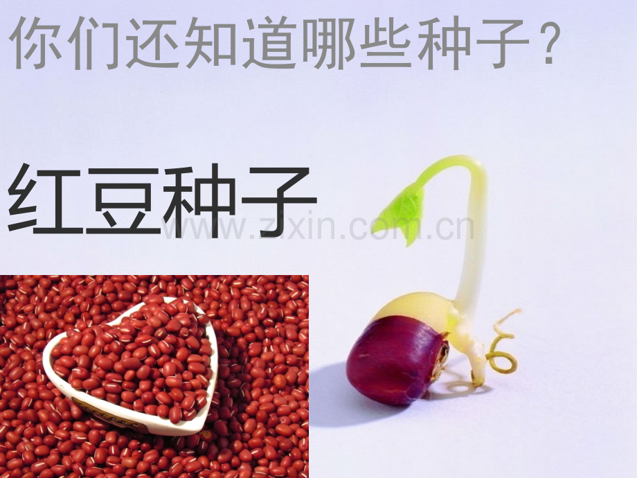 幼儿中班认识种子PPT课件.ppt_第2页