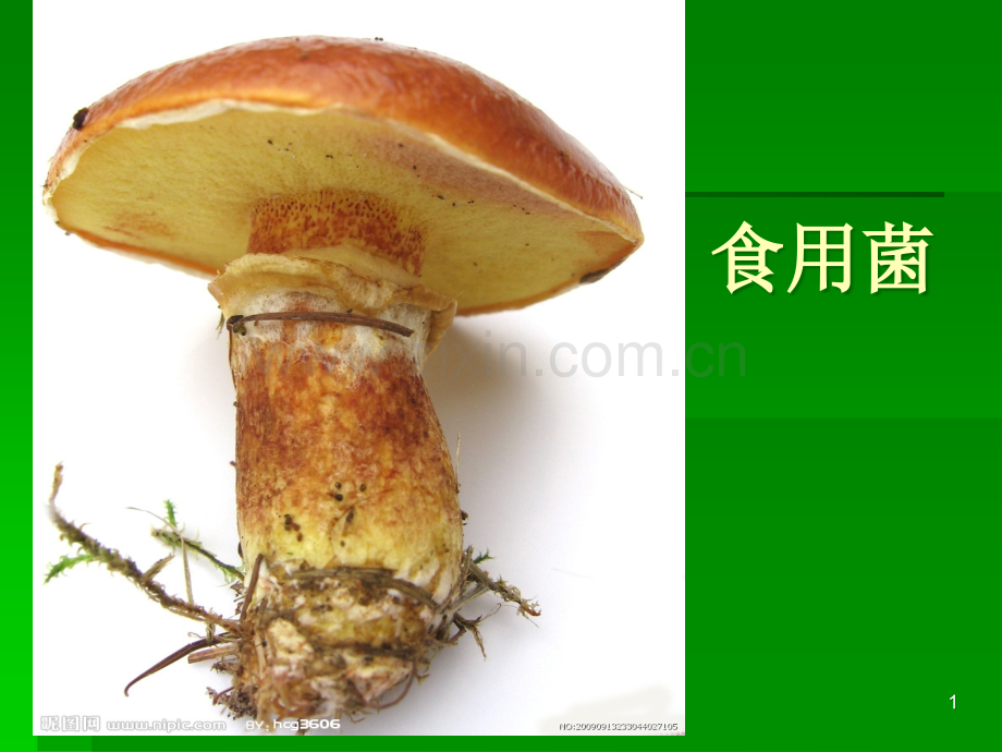 食用菌ppt课件.ppt_第1页