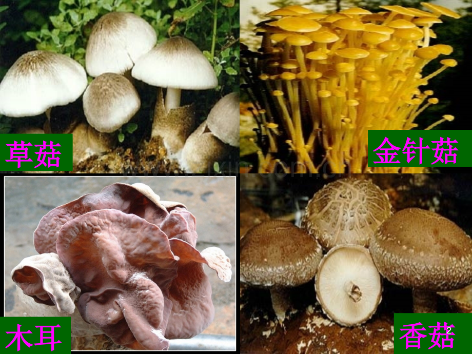 食用菌ppt课件.ppt_第2页