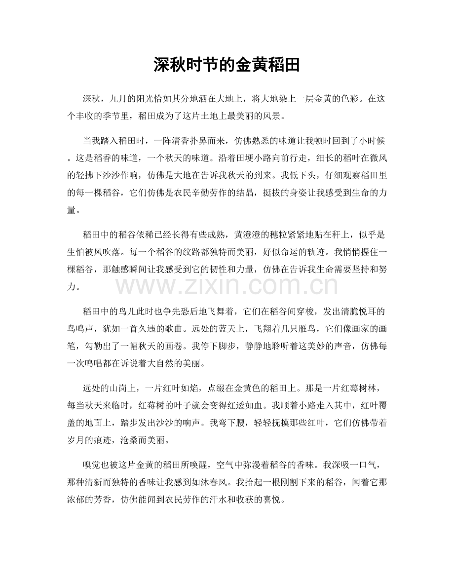 深秋时节的金黄稻田.docx_第1页