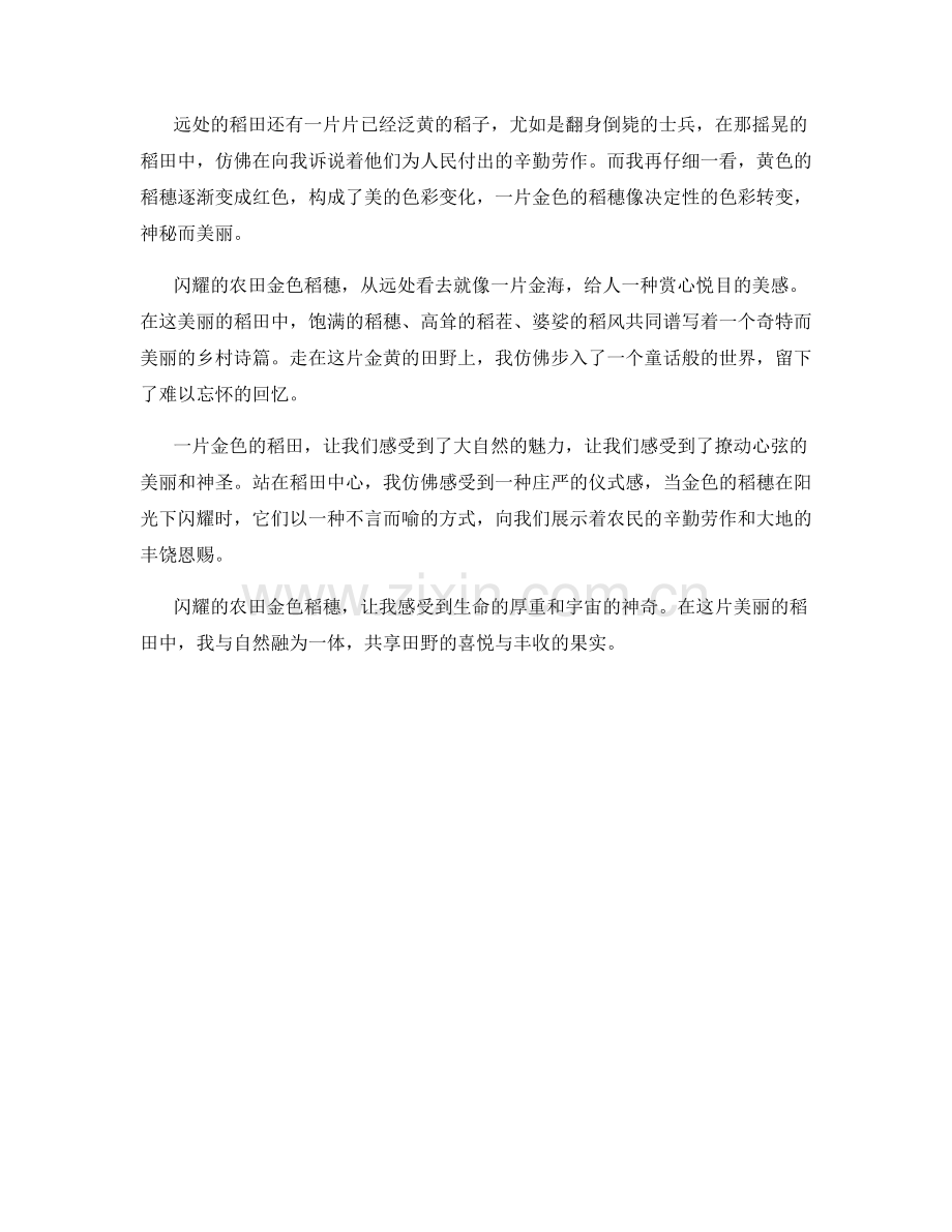 闪耀的农田金色稻穗.docx_第2页