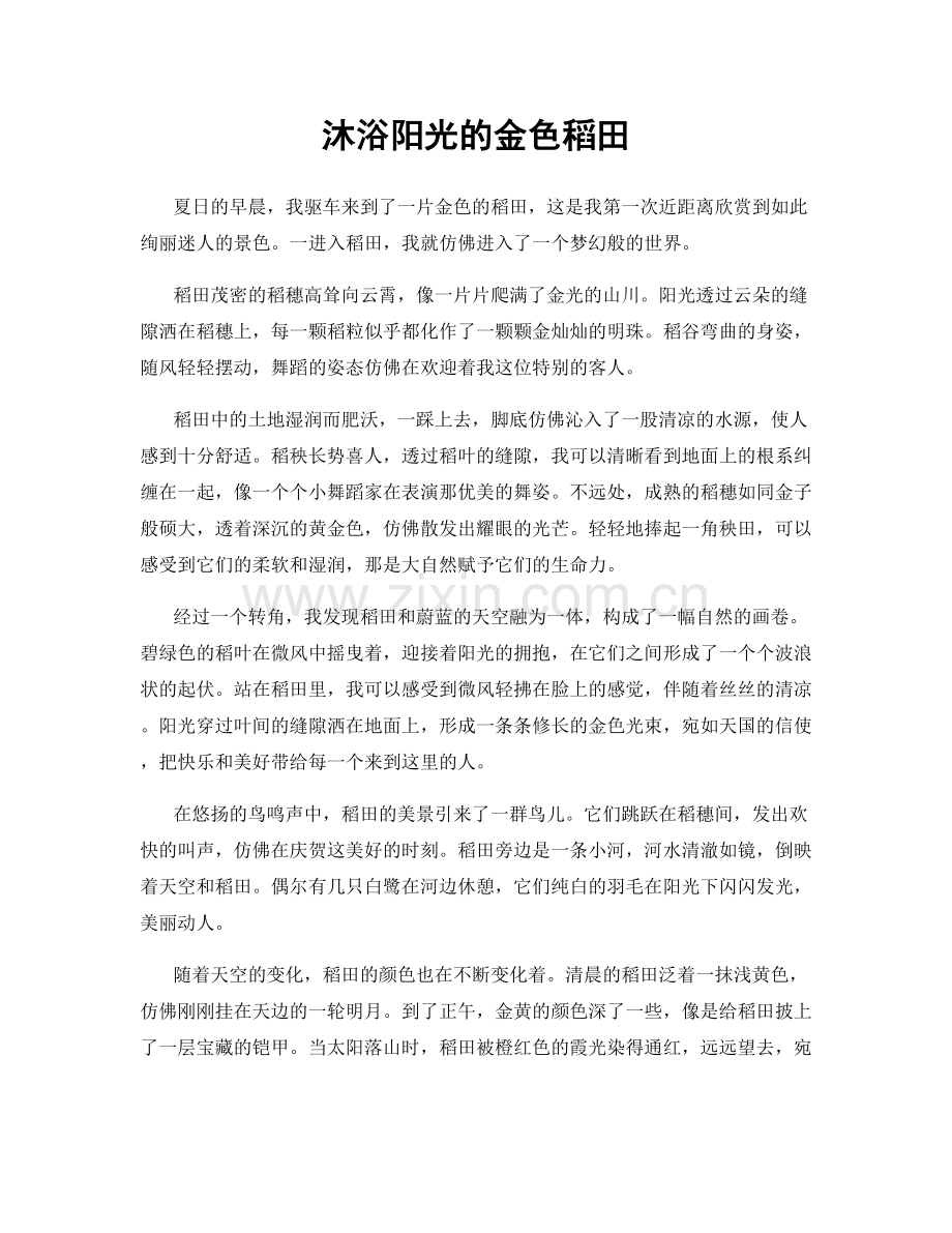 沐浴阳光的金色稻田.docx_第1页