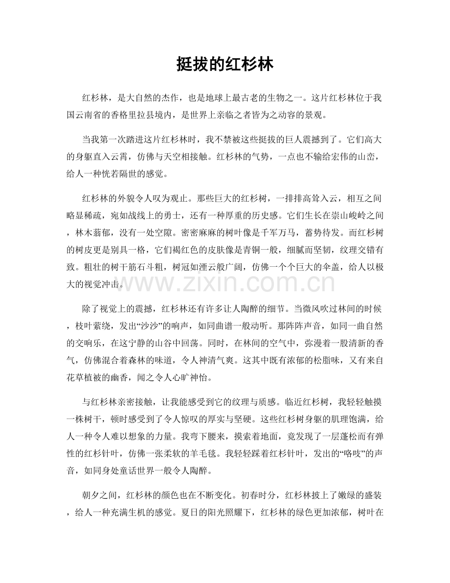 挺拔的红杉林.docx_第1页