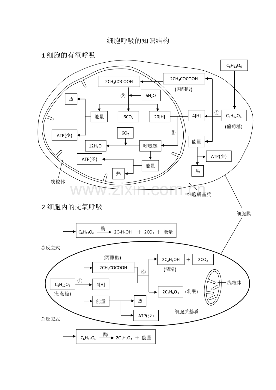 细胞呼吸的知识结构.doc_第1页