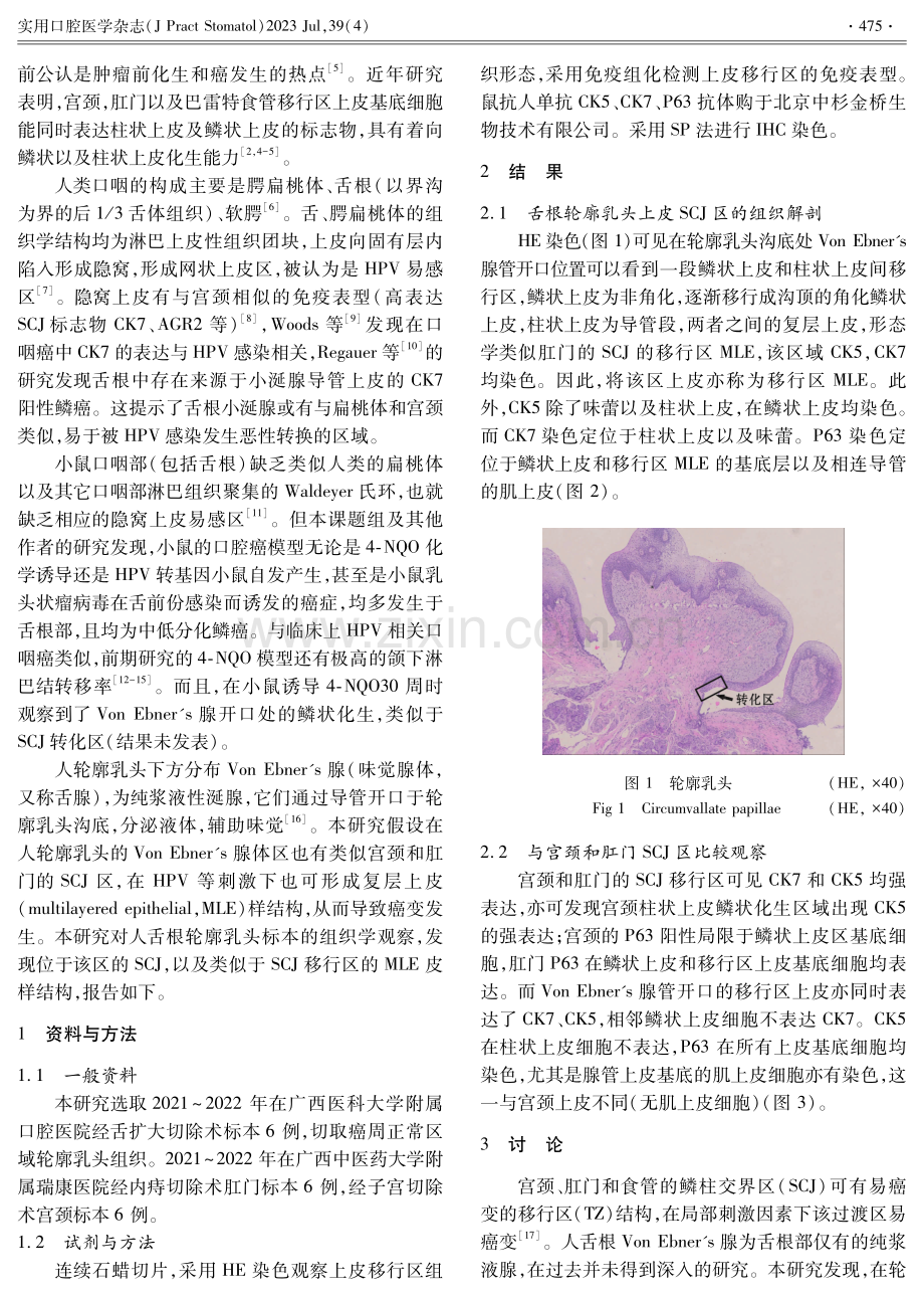 人舌根轮廓乳头Von Ebner''s腺管鳞柱交界区的初步观察.pdf_第2页