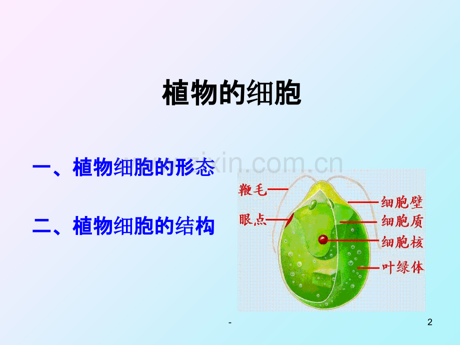 药用植物学：植物细胞PPT课件.ppt_第2页