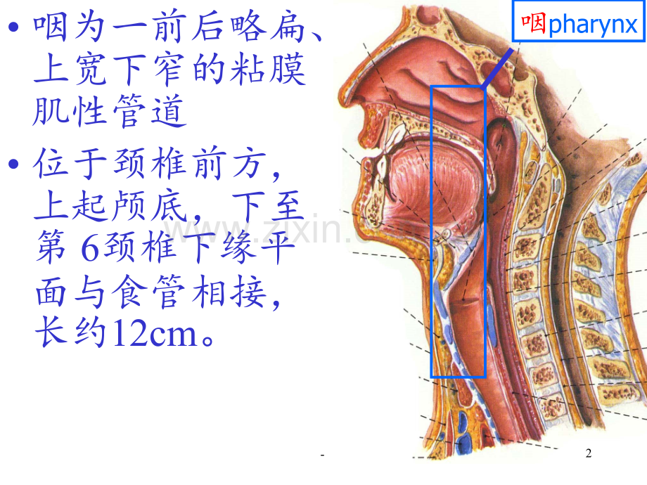ENT解剖(咽)PPT课件.ppt_第2页