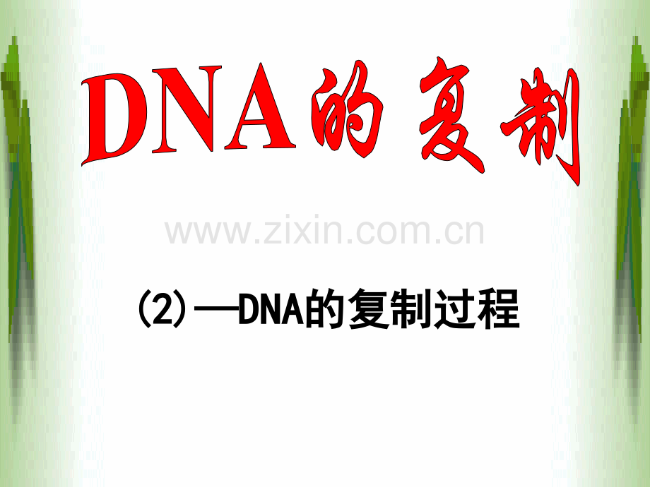 DNA的复制——过程.ppt_第1页