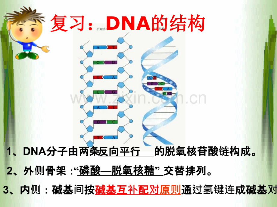 DNA的复制——过程.ppt_第2页