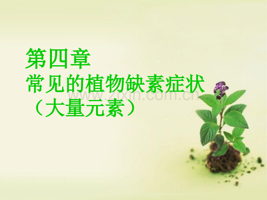 常见的植物缺素症状(大量元素).ppt_第1页