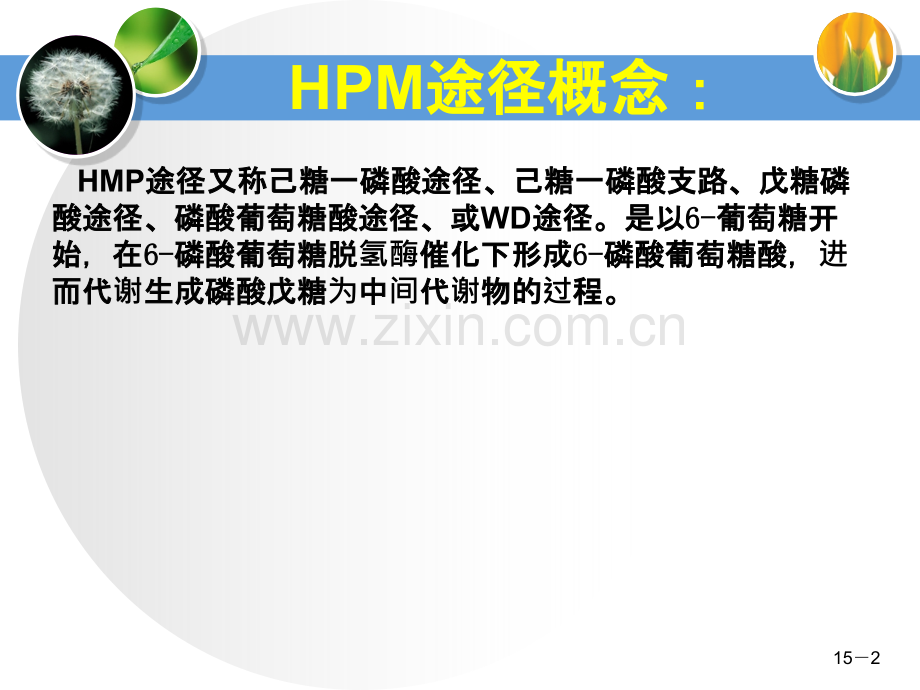 戊糖磷酸途径.ppt_第2页