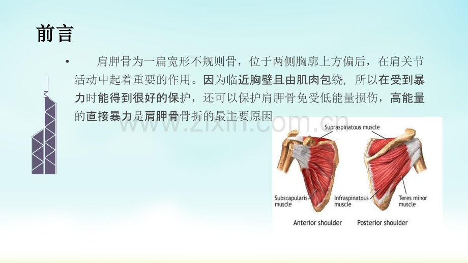 肩胛骨骨折ppt课件.pptx_第2页