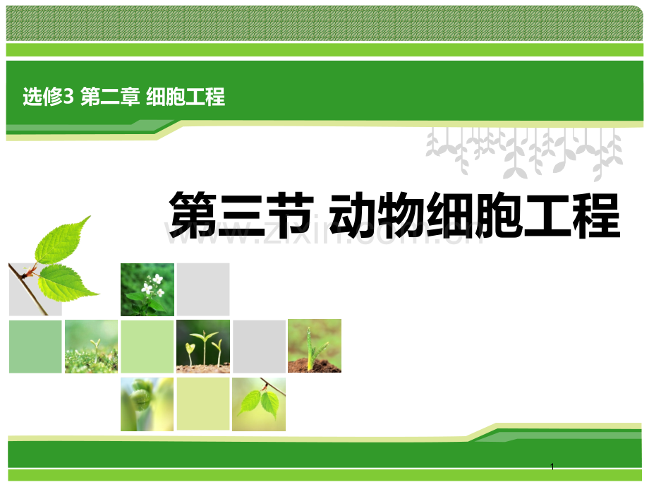 动物细胞工程(知识梳理)PPT课件.ppt_第1页