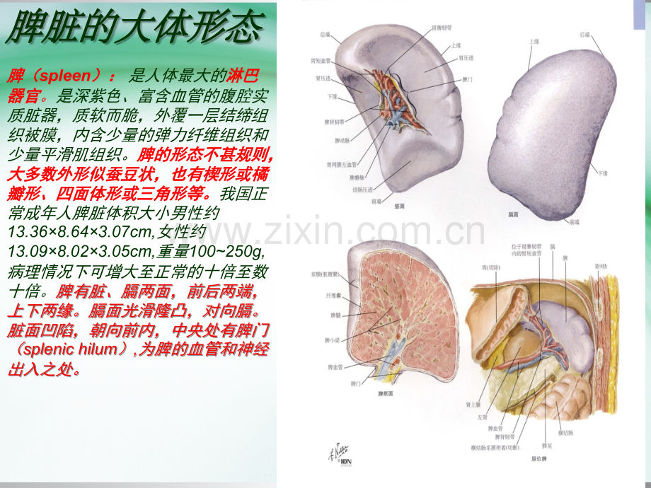 脾脏的应用解剖以及脾切除术ppt课件.pptx_第2页