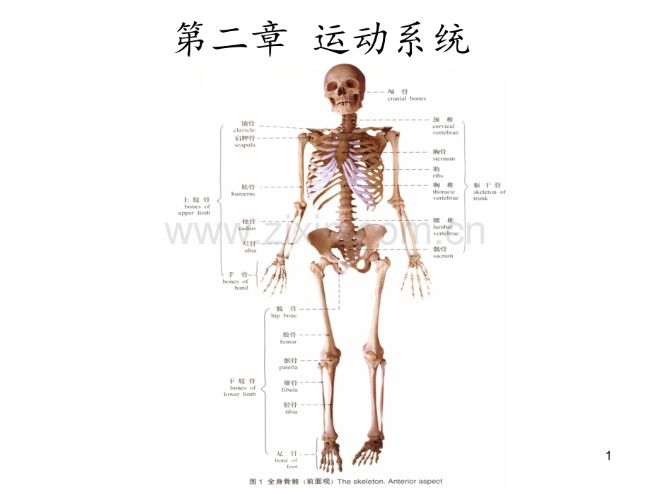 《人体解剖学》第二章运动系统解读PPT课件.ppt_第1页