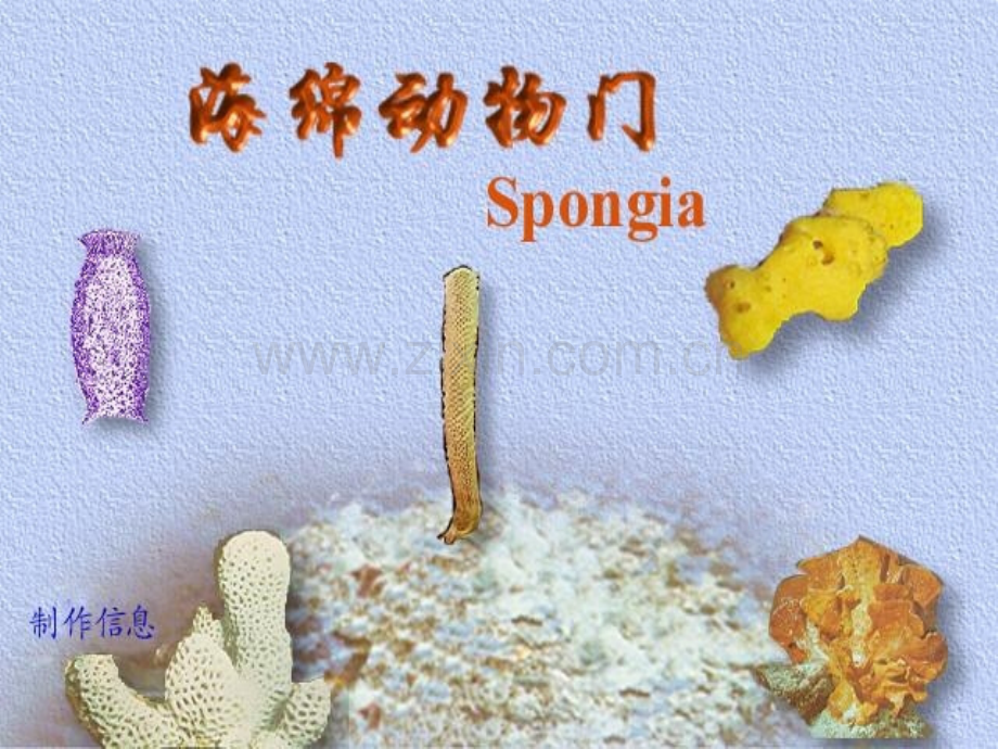 多细胞动物的胚胎发育PPT课件.ppt_第1页