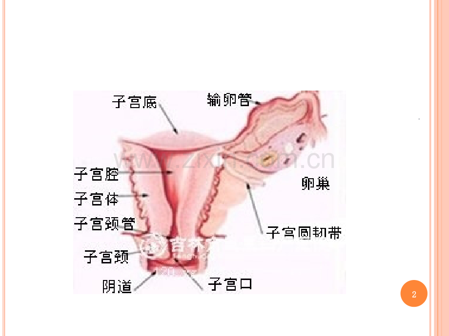 子宫颈炎-小讲课PPT课件.ppt_第2页