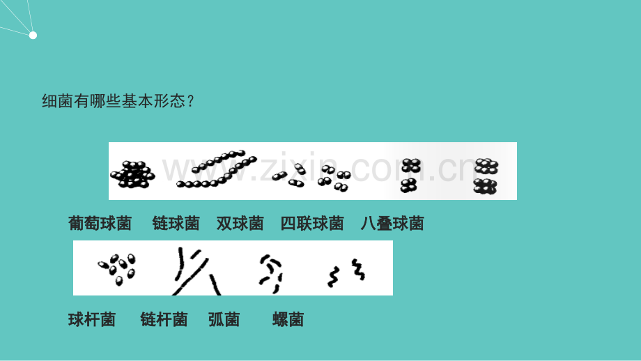 病原生物与免疫学-常见病原菌.ppt_第2页