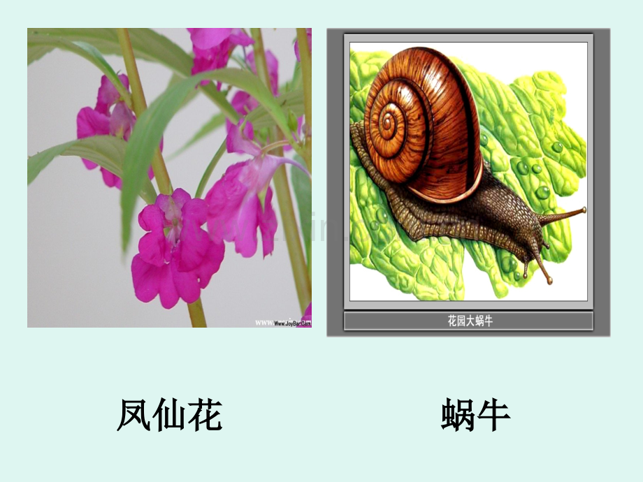 《身体的结构》PPT课件.ppt_第2页