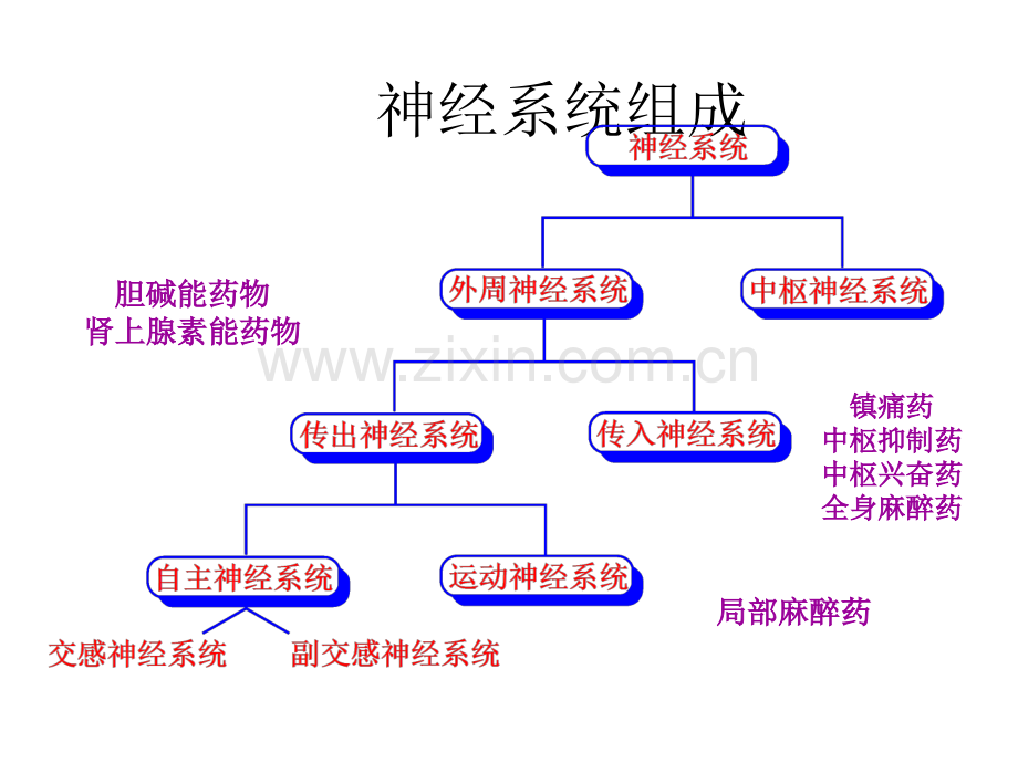 人教版生物七级下册四单元六人体生命活动的调节节神经系统的组成课件ppt课件.ppt_第1页