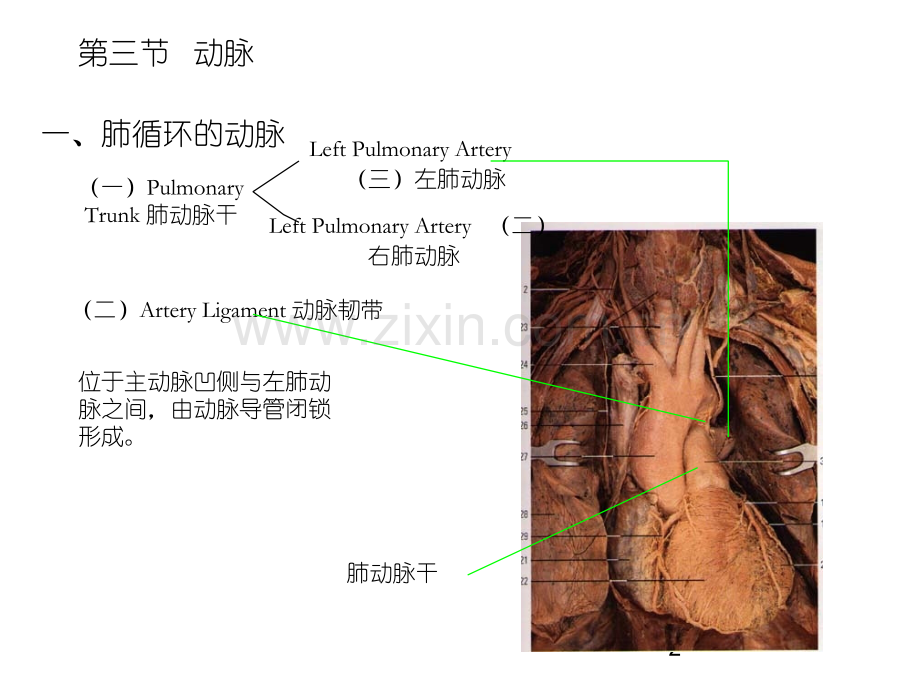 动----脉ppt课件.ppt_第2页