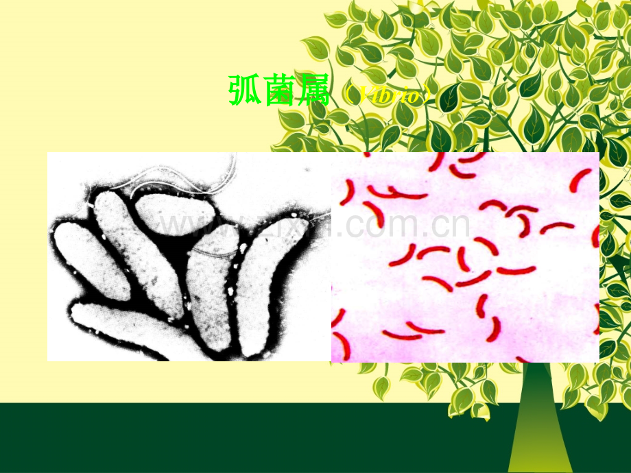 致病性弧菌.ppt_第2页